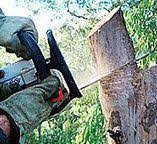 Best Root Management and Removal  in Willamina, OR