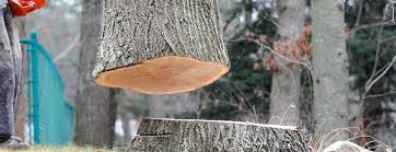  Willamina, OR Tree Services Pros