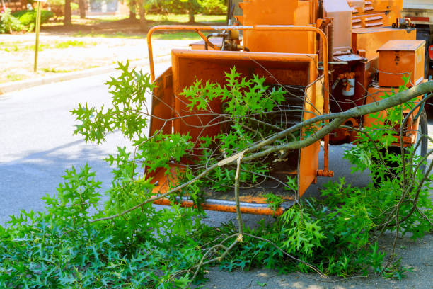Best Lawn Renovation and Restoration  in Willamina, OR