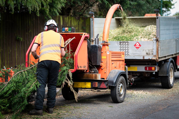 Best Tree and Shrub Care  in Willamina, OR