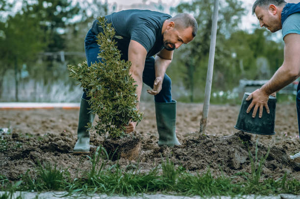 Best Pest Control for Lawns  in Willamina, OR