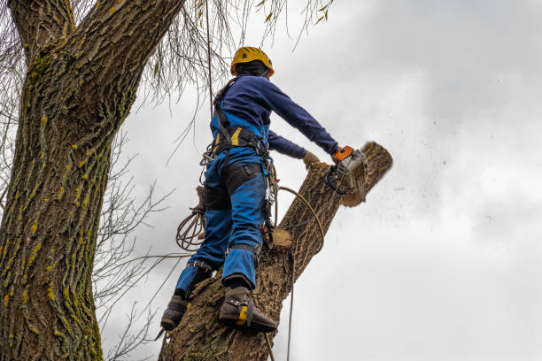 Best Lawn Pest Prevention  in Willamina, OR