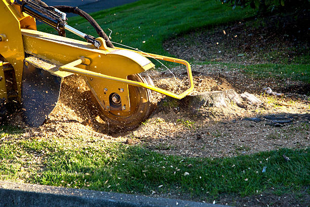 Best Tree Cabling and Bracing  in Willamina, OR