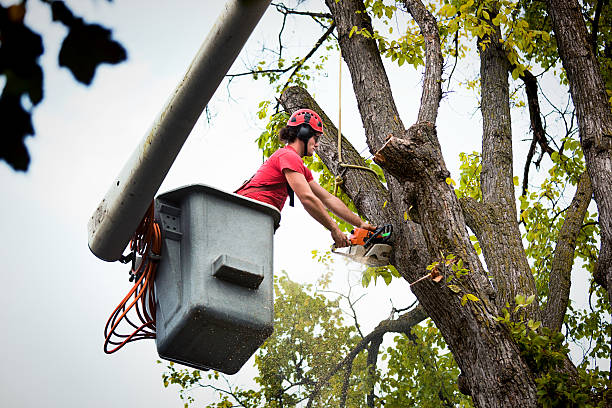 Best Utility Line Clearance  in Willamina, OR