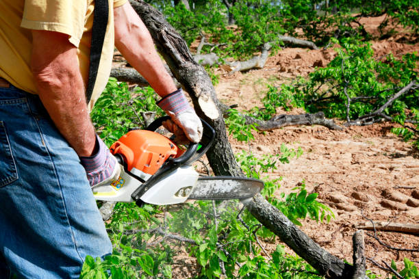 Best Firewood Processing and Delivery  in Willamina, OR